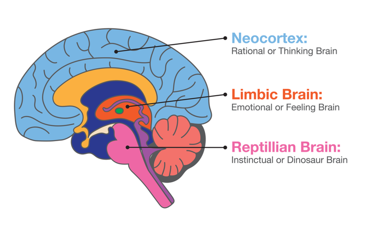 Diagram of a human brain showing each section and its function: the neocortex (rational brain), the limbic brain (emotional), and the reptilian brain (instinctual).