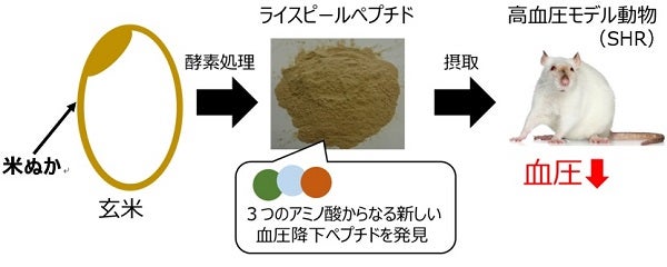 米ぬか酵素処理物の血圧降下作用と 新しい血圧降下ペプチドを学会発表 ~第71回日本栄養・食糧学会大会のトピックス演題に選定 ...