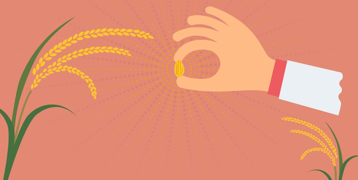 Sunstar Rice Unlocking the Nutritional Potential of Brown Rice