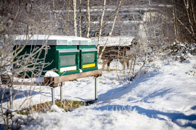 Bee hives outside Sunstar office